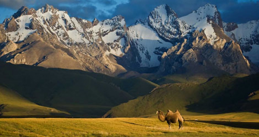 Wildlife Of Kyrgyzstan